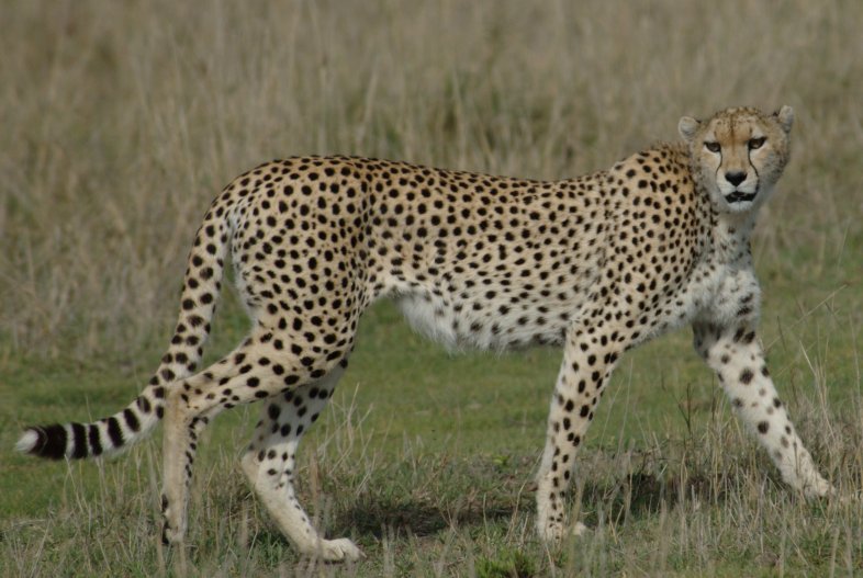 Kenya, Tanzania