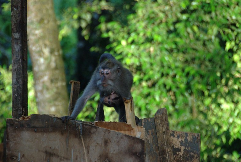 Ubud: long-tailed macaque