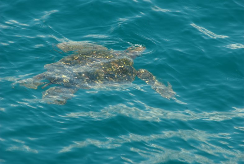 Maui: Sea Turtle