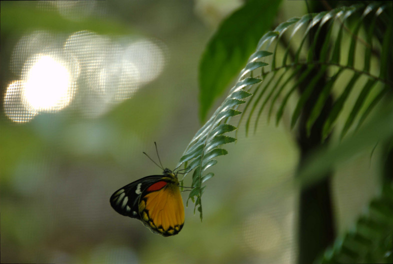 Chiang Mai: Butterfly