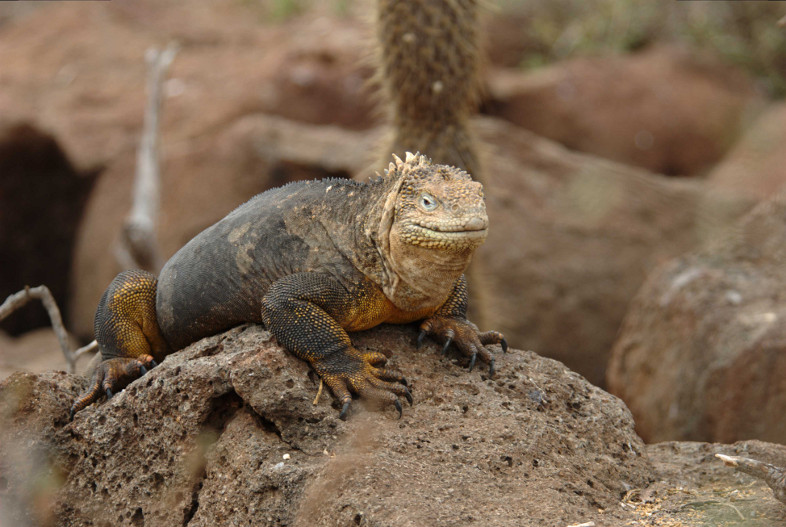 Galapagos Islands: land iguana