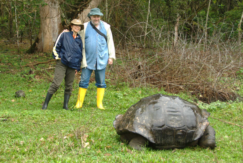 Galapagos Islands: giant tortoise