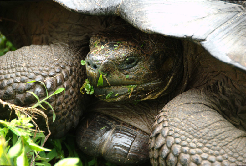 Galapagos Islands: tortoise