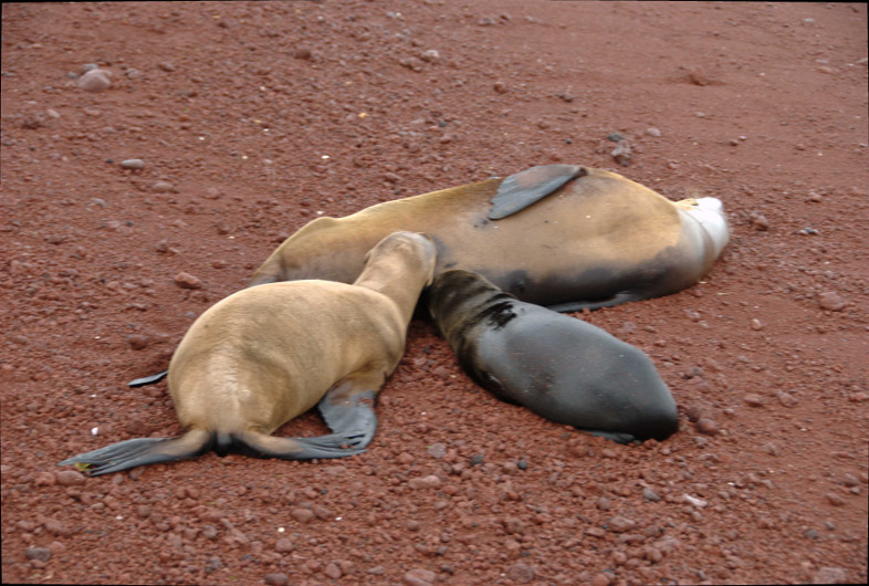 Galapagos Islands: nursing sea lion pups