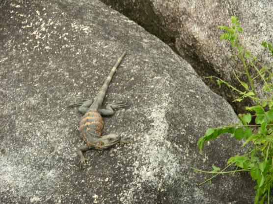 Puerto Vallarta, Mexico: Lizard