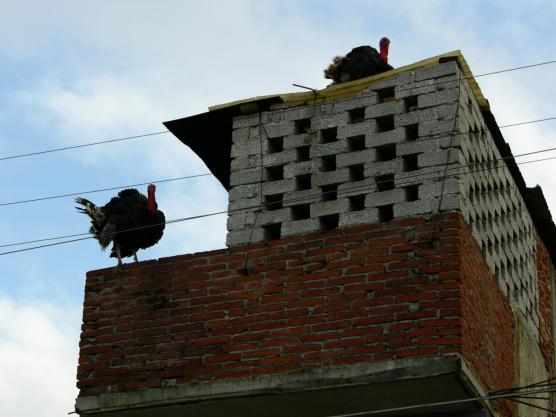 Oaxaca, Mexico: Rooftop turkey coops