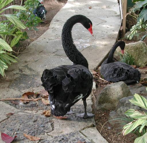 San Juan, Puerto Rico: Black Swans at the Caribe Hilton