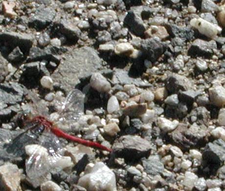 Yukon River: Dragonfly