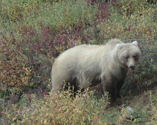 Denali National Park: Mother Grizzly