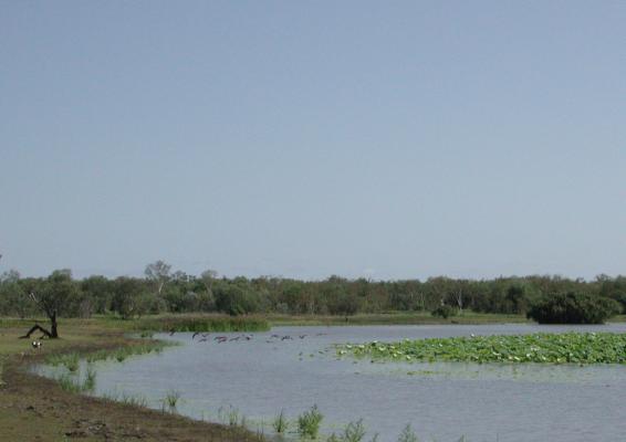 NT, Australia: Bird Billabong, Mary River Wetlands