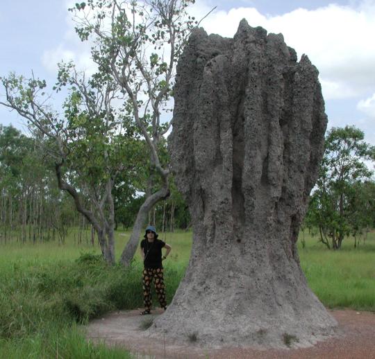 Australia, Kakadu Highway: Termite Mounds