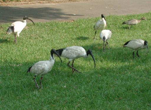 Sydney, Australia: Birds in the Botanic Gardens
