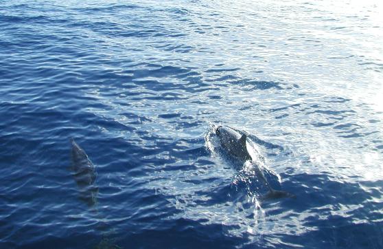 Kauai, Hawaii: Dolphins