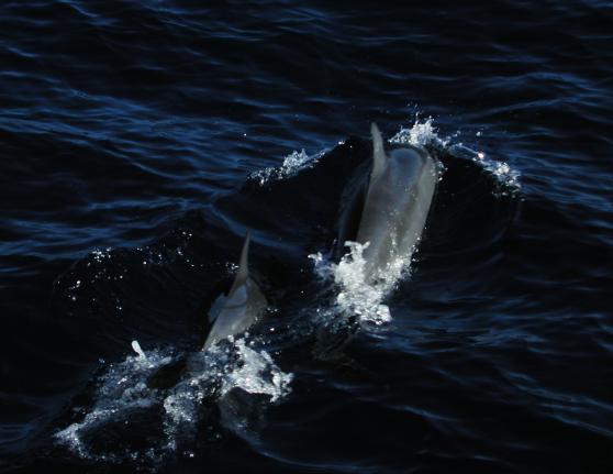 Kauai, Hawaii: Dolphins