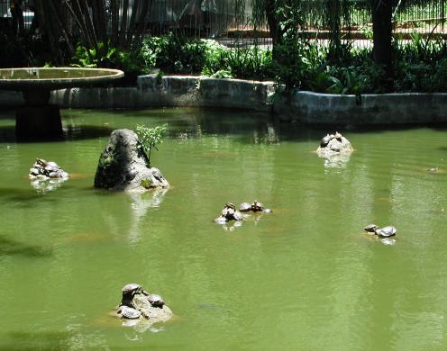Sao Paulo, Brazil: Turtles in Praca Republica