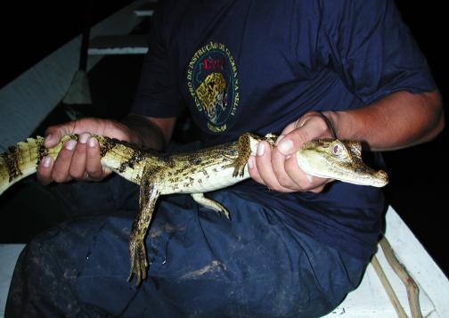 Araca River, Brazil: Baby Alligator