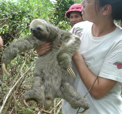 Jurara River, Brazil: Three-toed sloth