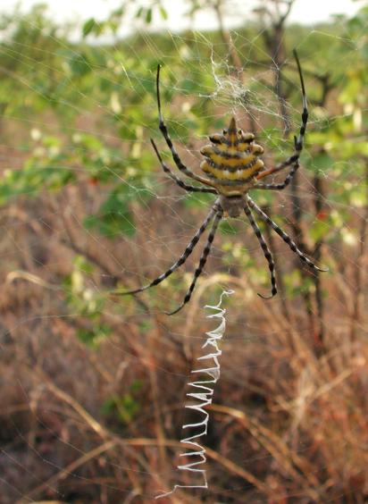 Kruger Park, South Africa: Big Spider