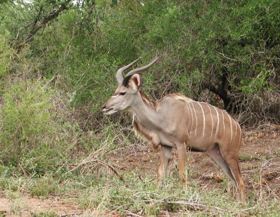 Kruger Park, South Africa: Kudu