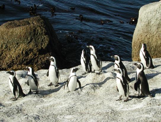 The Boulders, South Africa: African Penguins