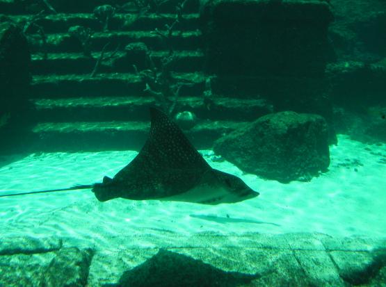 Atlantis Resort, Bahamas: Manta Ray